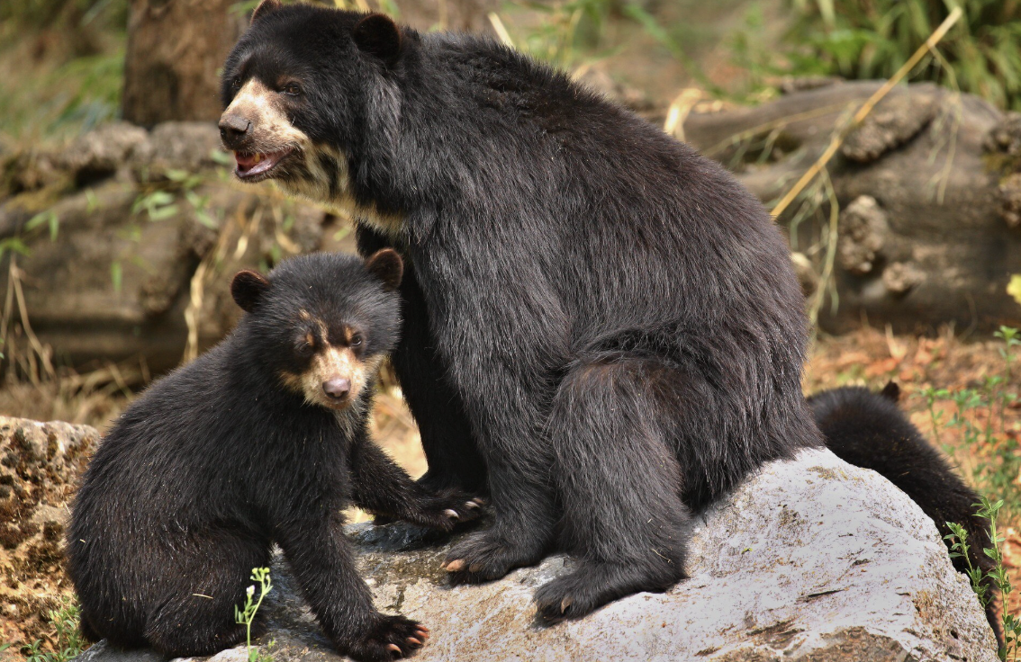 Animales en peligro en Colombia: uno por día